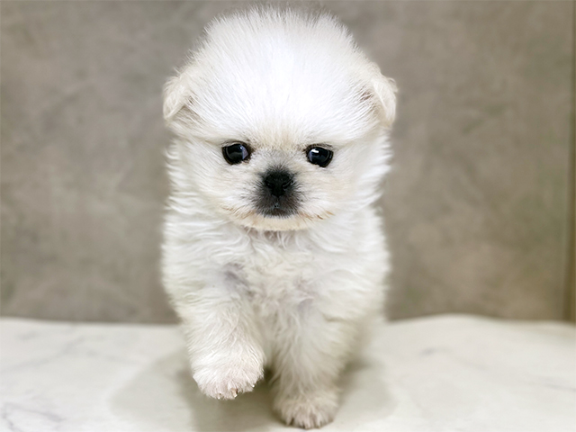 千葉県のペキポメ/ポメペキ(ペキニーズ×ポメラニアン) (ペッツファーストららぽーとTOKYO-BAY店/2025年11月4日生まれ/女の子/クリーム)の子犬の1枚目の画像