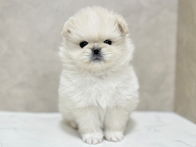東京都のペキポメ/ポメペキ(ペキニーズ×ポメラニアン) (ペッツファースト池袋店/2025年11月4日生まれ/女の子/クリームホワイト)の子犬の1枚目の画像