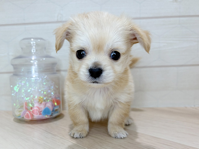 埼玉県のチワックス(チワワ×ダックス) (ペッツファーストレイクタウン店/2025年10月27日生まれ/男の子/イエロー)の子犬の1枚目の画像