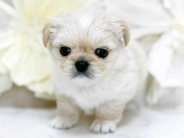 東京都のチワペキ/ペキチー/ペキチワ(チワワ×ペキニーズ) (ペッツファースト恵比寿店/2025年11月4日生まれ/女の子/クリームホワイト)の子犬の1枚目の画像