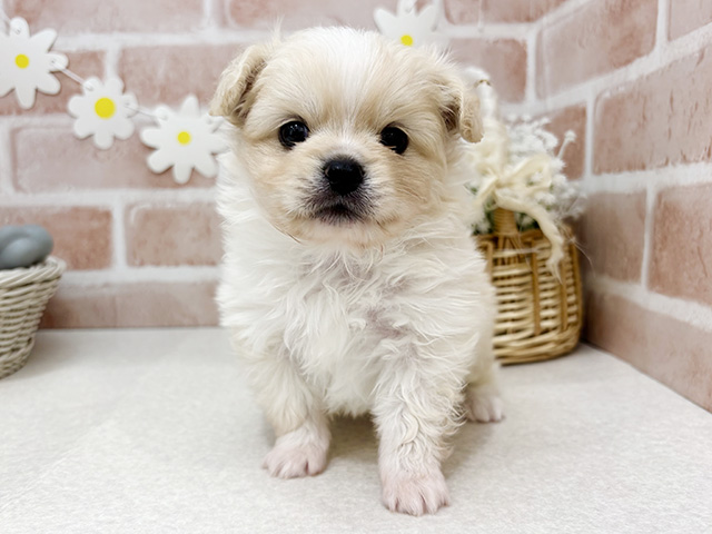 東京都のペキポメ/ポメペキ(ペキニーズ×ポメラニアン) (ペッツファーストお台場店/2025年11月3日生まれ/男の子/クリームホワイト)の子犬