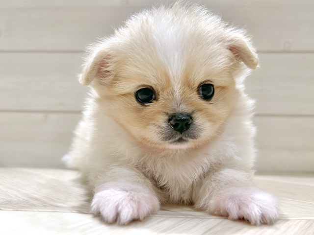 東京都のペキポメ/ポメペキ(ペキニーズ×ポメラニアン) (ペッツファースト豊洲店/2025年11月3日生まれ/女の子/クリームホワイト)の子犬の1枚目の画像