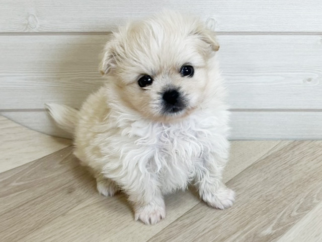 神奈川県のペキポメ/ポメペキ(ペキニーズ×ポメラニアン) (ペッツファースト横須賀店/2025年11月3日生まれ/男の子/クリームホワイト)の子犬の1枚目の画像