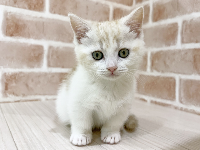 神奈川県のマンチカン (ペッツファーストfor cats横浜元町店/2025年10月21日生まれ/女の子/クリームタビーホワイト)の子猫の1枚目の画像