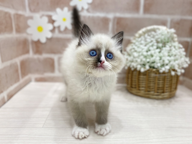 福岡県のラグドール (ペッツファースト筑紫野店/2025年10月28日生まれ/男の子/シールポイントバイカラー)の子猫の1枚目の画像
