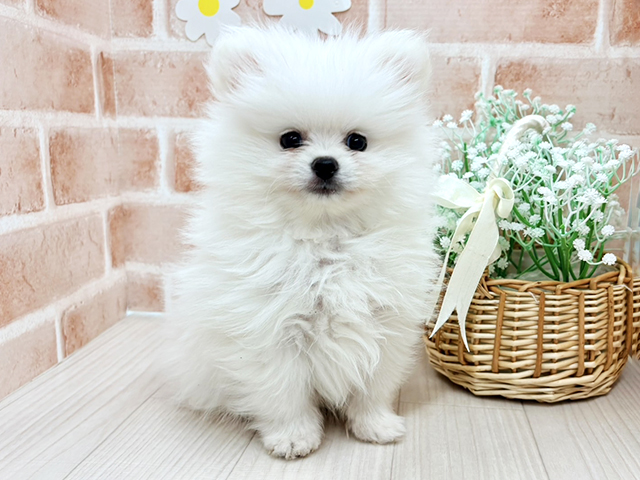 埼玉県のポメラニアン (ペッツファースト川越店/2025年11月5日生まれ/男の子/クリーム)の子犬の1枚目の画像