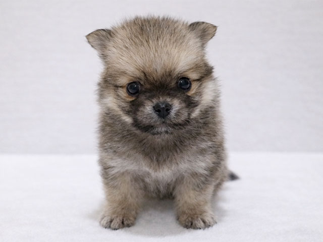 東京都のポメチワ/チワポメ/ポメチー(ポメラニアン×チワワ) (ペッツファースト中野店/2025年11月5日生まれ/男の子/フォーンセーブル)の子犬の1枚目の画像