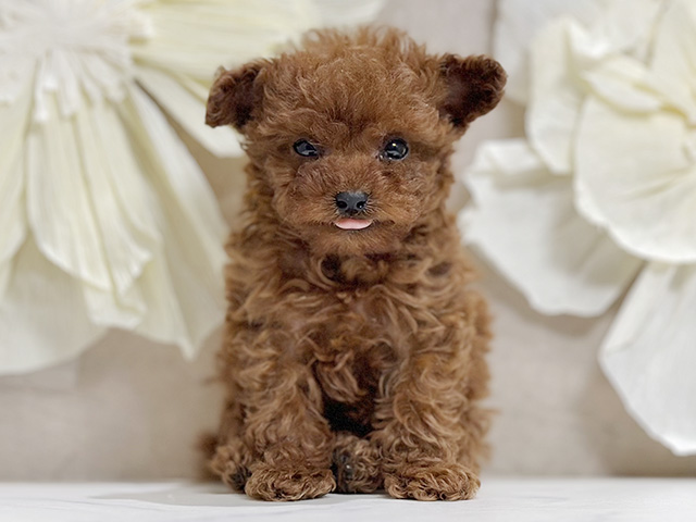 東京都のトイプードル(タイニー) (ペッツファースト原宿店/2025年11月5日生まれ/男の子/レッド)の子犬の1枚目の画像