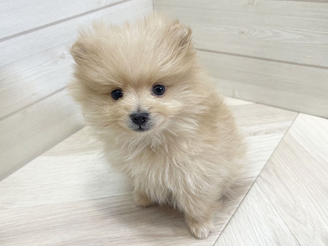 神奈川県のポメラニアン (ペッツファースト大和鶴間店/2025年11月5日生まれ/男の子/オレンジ)の子犬の1枚目の画像