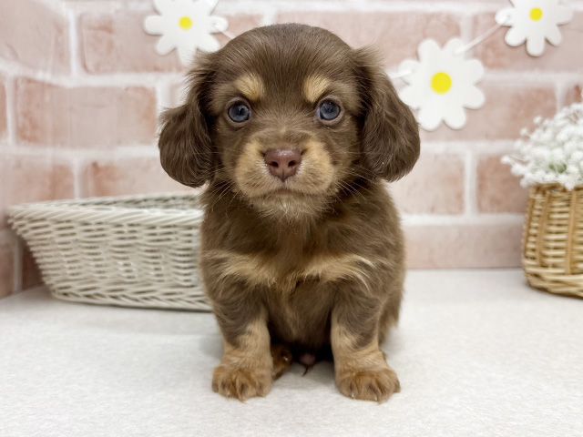 東京都のチワックス(チワワ×ダックス) (ペッツファーストお台場店/2025年11月4日生まれ/男の子/チョコレートタン)の子犬