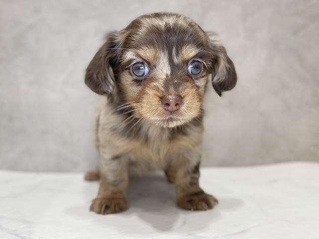 千葉県のチワックス(チワワ×ダックス) (ペッツファーストららぽーとTOKYO-BAY店/2025年11月4日生まれ/女の子/チョコレートダップル)の子犬の1枚目の画像