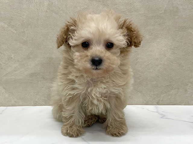 東京都のトイプードル(タイニー) (ペッツファースト八王子多摩美大前店/2025年11月5日生まれ/女の子/アプリコット)の子犬の1枚目の画像