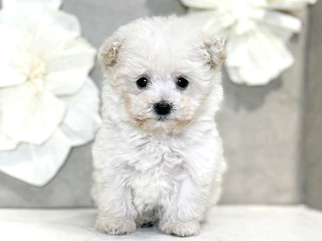 東京都のトイプードル(タイニー) (ペッツファースト下北沢店/2025年11月4日生まれ/女の子/ホワイト)の子犬の1枚目の画像