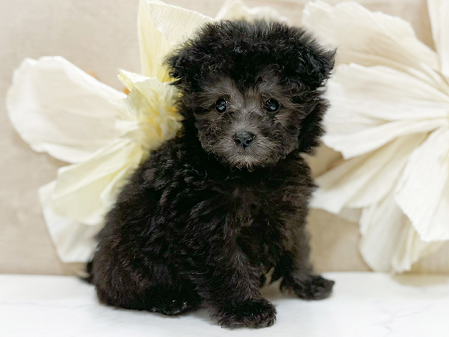 東京都のトイプードル(タイニー) (ペッツファースト恵比寿店/2025年11月4日生まれ/男の子/シルバー)の子犬の1枚目の画像