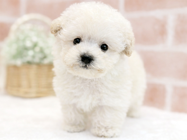 東京都のトイプードル(タイニー) (ペッツファースト広尾店/2025年11月3日生まれ/男の子/ホワイト)の子犬