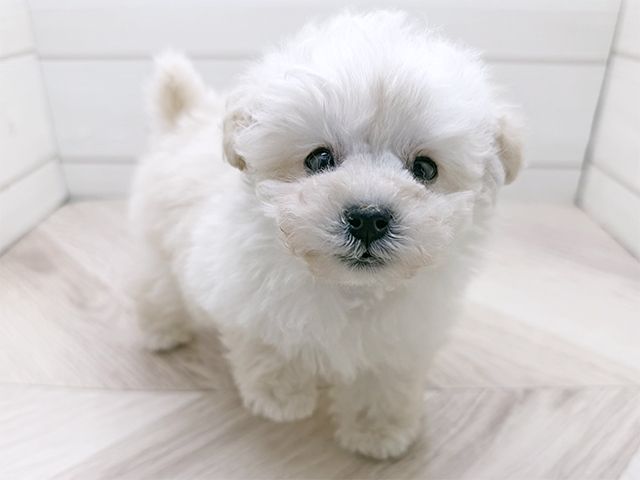 東京都のトイプードル(タイニー) (ペッツファースト渋谷店/2025年11月3日生まれ/男の子/ホワイト)の子犬の1枚目の画像