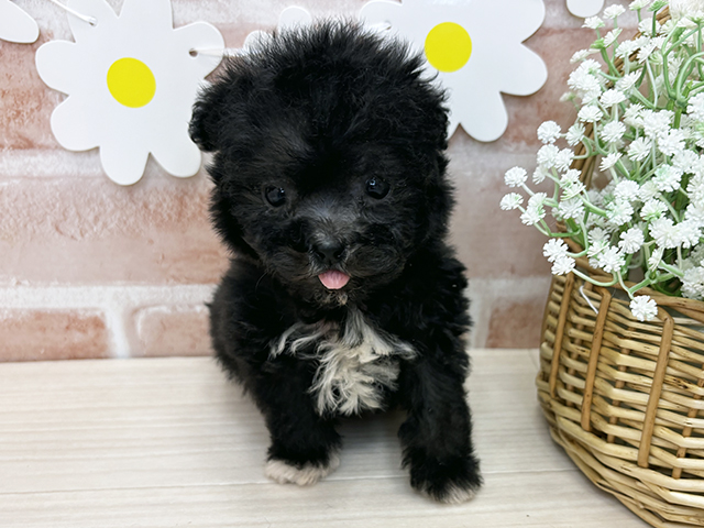 鹿児島県のビションプー(ビションフリーゼ×プードル) (ペッツファースト鹿児島店/2025年11月4日生まれ/男の子/ブラックホワイト)の子犬の1枚目の画像
