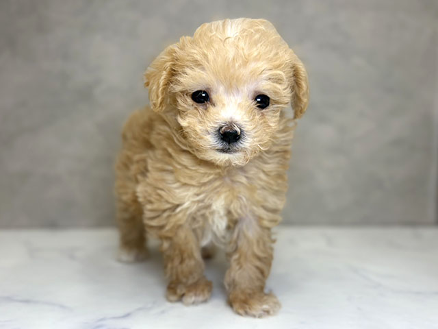 埼玉県のマルプー(マルチーズ×プードル) (ペッツファーストPETEMOレイクタウンmori店/2025年11月5日生まれ/女の子/アプリコット)の子犬の1枚目の画像