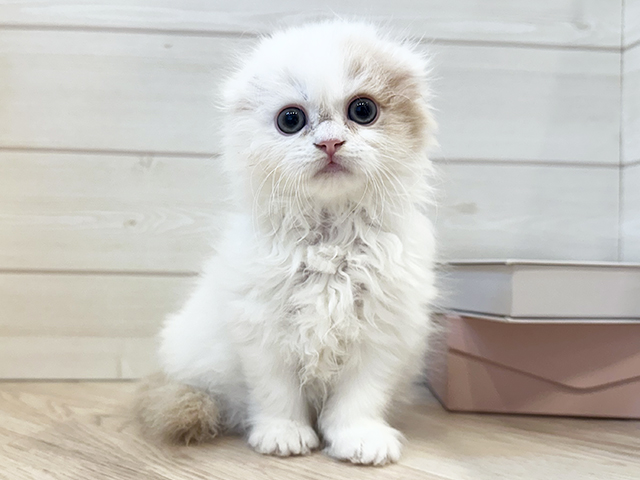 東京都のスコティッシュフォールド (ペッツファースト麻布十番店/2025年11月3日生まれ/女の子/クリームタビーホワイト)の子猫