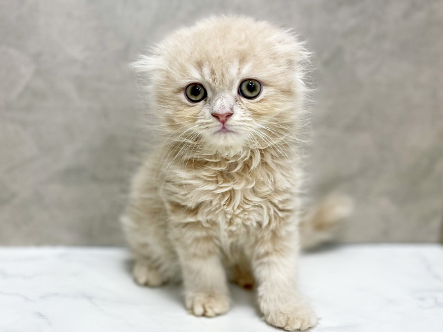 東京都のスコティッシュフォールド (ペッツファースト池袋店/2025年11月3日生まれ/女の子/クリームタビー)の子猫の1枚目の画像