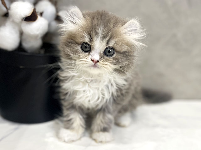 アメリカンカール, 性別 女の子, 誕生日 2025/11/05, 毛色 ブルータビーホワイト, 出身 埼玉県, 店舗 名古屋栄店(愛知県), お問い合わせ番号 2508766