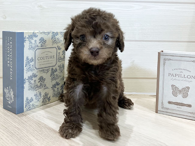 愛知県のトイプードル(トイ) (ペッツファースト岡崎店/2025年10月30日生まれ/女の子/ブラウン)の子犬の1枚目の画像