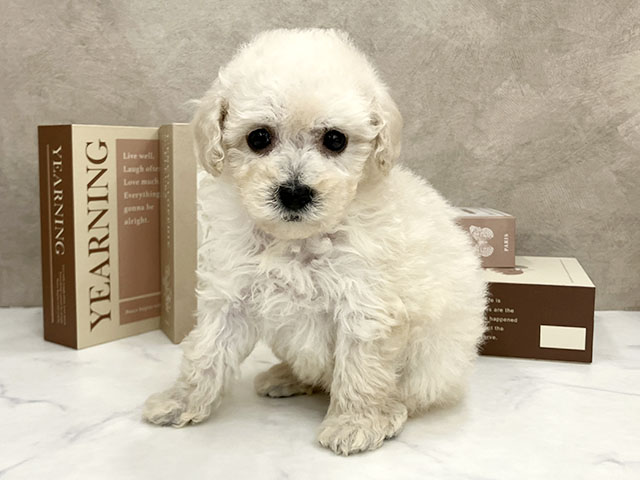 奈良県のトイプードル(タイニー) (ペッツファースト橿原店/2025年11月2日生まれ/女の子/ホワイト)の子犬の1枚目の画像