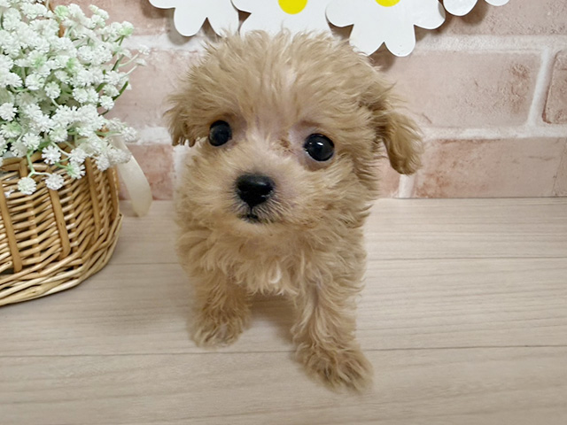 静岡県のマルプー(マルチーズ×プードル) (ペッツファースト富士南店/2025年11月4日生まれ/女の子/アプリコット)の子犬の1枚目の画像