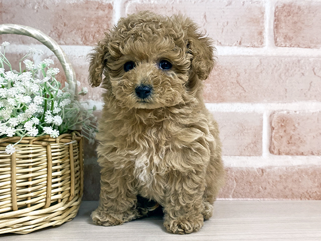 広島県のトイプードル(タイニー) (ペッツファースト広島本通店/2025年11月5日生まれ/男の子/アプリコット)の子犬の1枚目の画像