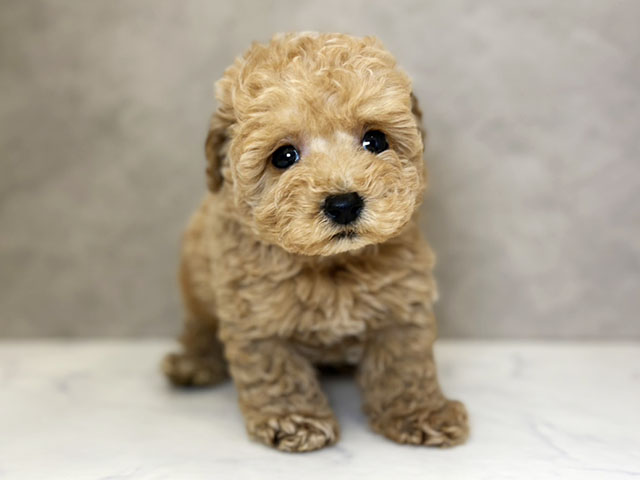 埼玉県のトイプードル(タイニー) (ペッツファーストPETEMOレイクタウンmori店/2025年11月5日生まれ/男の子/アプリコット)の子犬の1枚目の画像