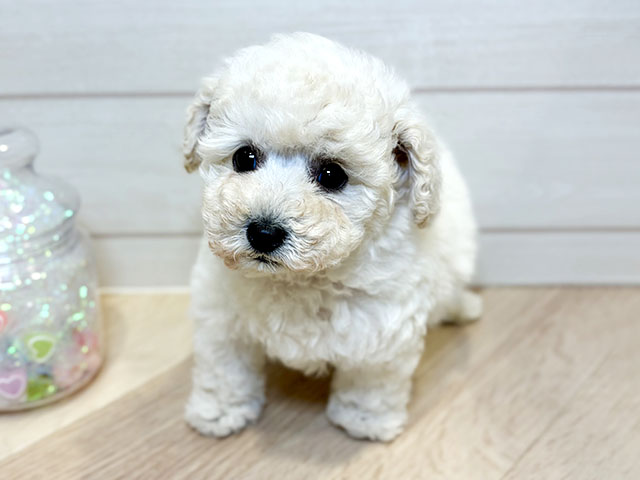 神奈川県のトイプードル(タイニー) (ペッツファースト川崎店/2025年11月5日生まれ/男の子/クリーム)の子犬の1枚目の画像