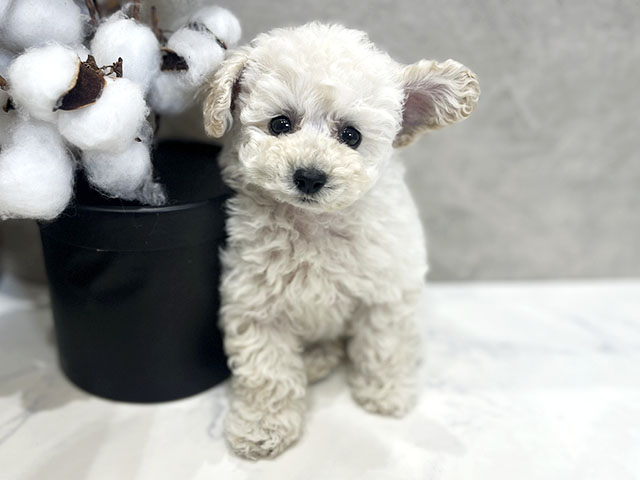 愛知県のトイプードル(タイニー) (ペッツファースト名古屋栄店/2025年11月5日生まれ/女の子/クリーム)の子犬の1枚目の画像