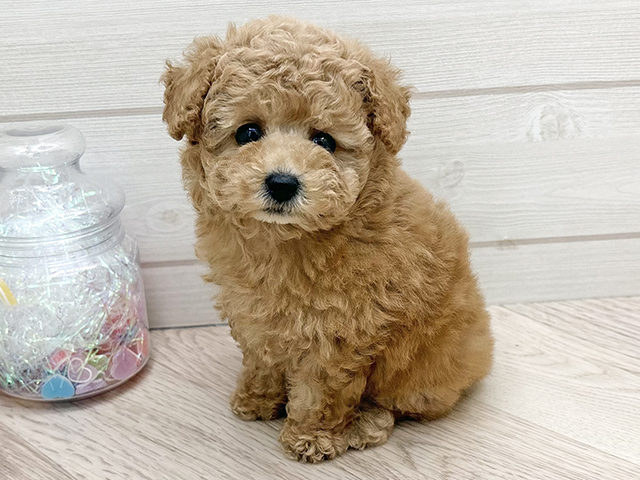 東京都のトイプードル(タイニー) (ペッツファースト渋谷店/2025年11月5日生まれ/女の子/アプリコット)の子犬の1枚目の画像