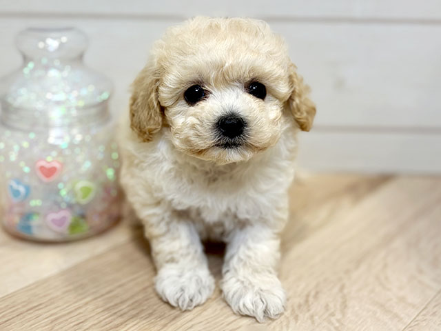 神奈川県のビションプー(ビションフリーゼ×プードル) (ペッツファースト川崎店/2025年11月5日生まれ/女の子/クリーム)の子犬