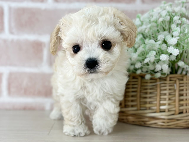 京都府のビションプー(ビションフリーゼ×プードル) (ペッツファースト京都店/2025年11月5日生まれ/男の子/クリーム)の子犬の1枚目の画像