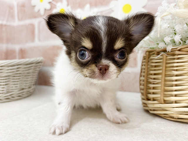 東京都のチワワ(ロング) (ペッツファーストお台場店/2025年11月5日生まれ/男の子/チョコレートタンホワイト)の子犬の1枚目の画像