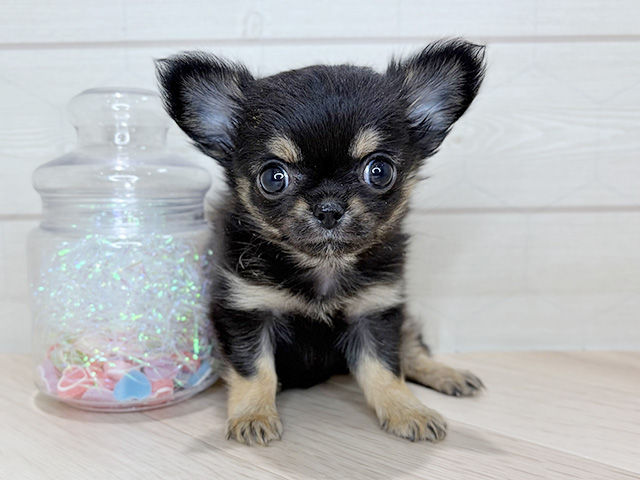 埼玉県のチワワ(ロング) (ペッツファーストレイクタウン店/2025年11月5日生まれ/女の子/ブラックタンホワイト)の子犬の1枚目の画像