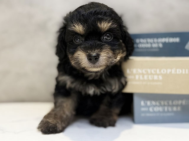 埼玉県のチワプー/プーチー(チワワ×プードル) (ペッツファースト川口店/2025年11月3日生まれ/男の子/ブラックタン)の子犬の1枚目の画像