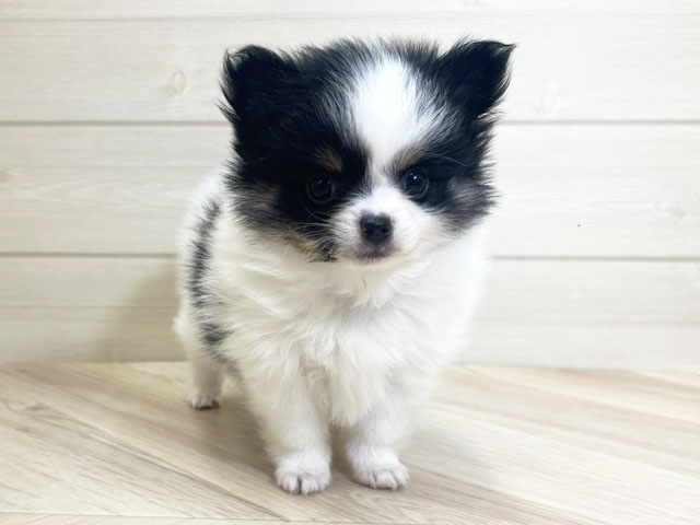 神奈川県のポメチワ/チワポメ/ポメチー(ポメラニアン×チワワ) (ペッツファースト大和鶴間店/2025年11月4日生まれ/女の子/ホワイトブラックタン)の子犬の1枚目の画像