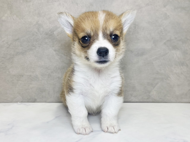 ウェルシュコーギーペンブローク