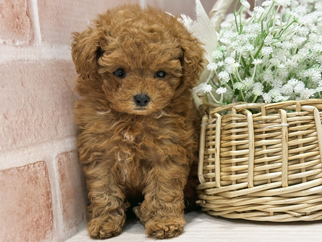 大阪府のトイプードル(タイニー) (ペッツファースト北心斎橋店/2025年11月5日生まれ/男の子/アプリコット)の子犬