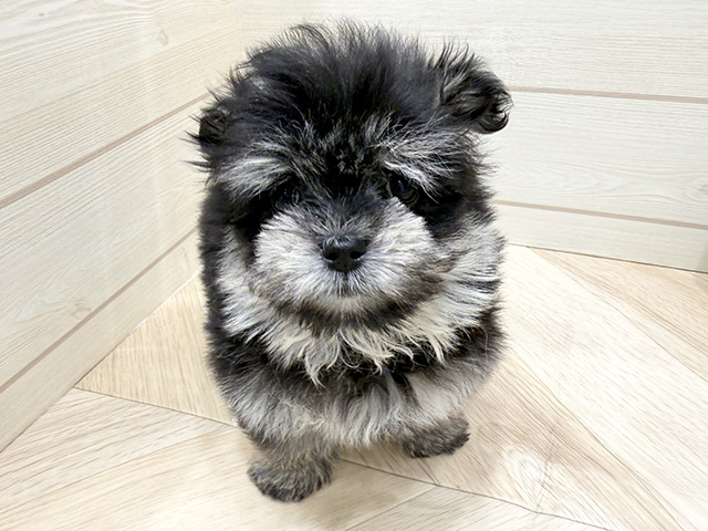 広島県のポメマル/マルポメ(ポメラニアン×マルチーズ) (ペッツファースト広島府中店/2025年11月5日生まれ/男の子/ブラックタンホワイト)の子犬