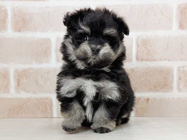 埼玉県のポメマル/マルポメ(ポメラニアン×マルチーズ) (ペッツファーストさいたま新都心店/2025年11月5日生まれ/女の子/ブラックタンホワイト)の子犬の1枚目の画像