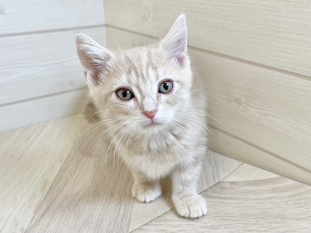 アメリカンショートヘアー