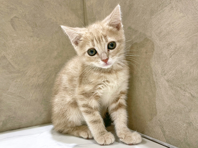 アメリカンショートヘアー