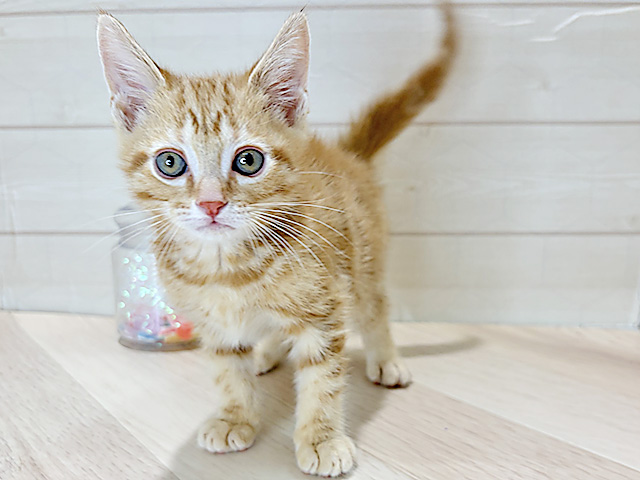 アメリカンショートヘアー