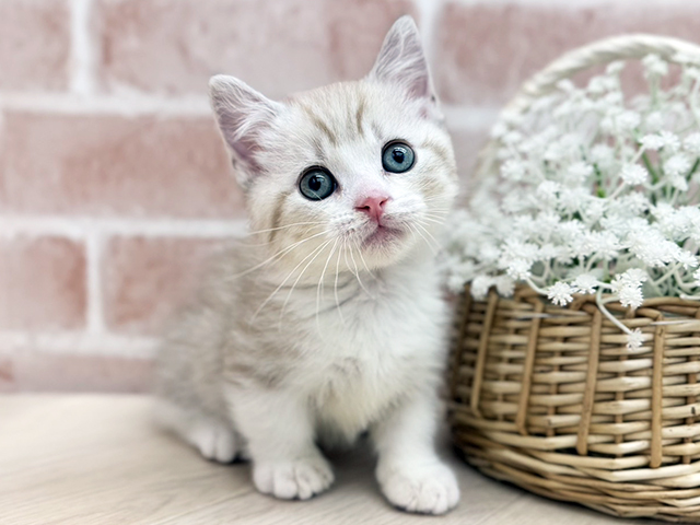 東京都のマンチカン (ペッツファーストfor cats武蔵小山店/2025年11月1日生まれ/男の子/チョコリンクスポイントホワイト)の子猫の1枚目の画像