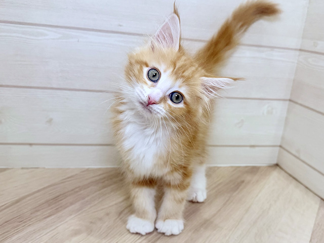 兵庫県のターキッシュアンゴラ (ペッツファースト神戸三宮店/2025年10月28日生まれ/女の子/レッドタビーホワイト)の子猫の1枚目の画像
