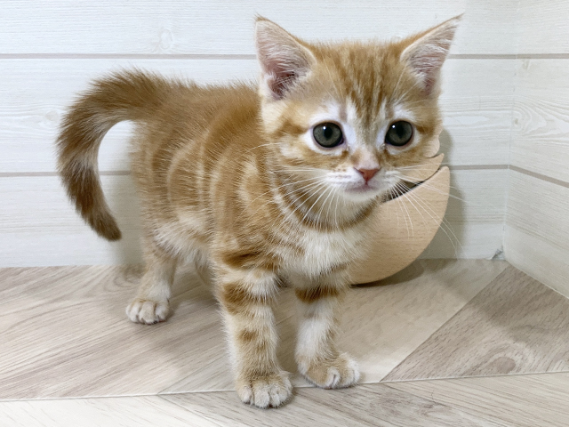 千葉県のアメリカンショートヘアー (ペッツファースト流山おおたかの森店/2025年10月29日生まれ/女の子/レッドタビー)の子猫の1枚目の画像