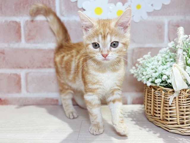 岡山県のアメリカンショートヘアー (ペッツファースト倉敷店/2025年10月28日生まれ/女の子/クリームタビー)の子猫の1枚目の画像